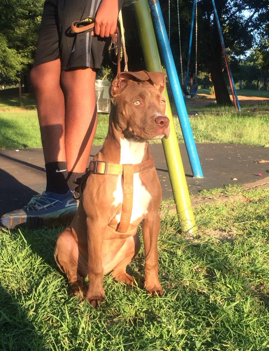 Anele21525772's tweet photo. 💯 💯 💯  Selling pure bread pit bull puppies.... Please retweet incase someone on your TL is interested

#FamilyMeeting | Big Brother Mzansi | #ShimzaSpace  #APrayerForLiquorose | Jub Jub | Phat Joe | Percy Tau | Sir Trill | | Bafana Bafana | Loadshedding | https://t.co/KZsg4dTwMY