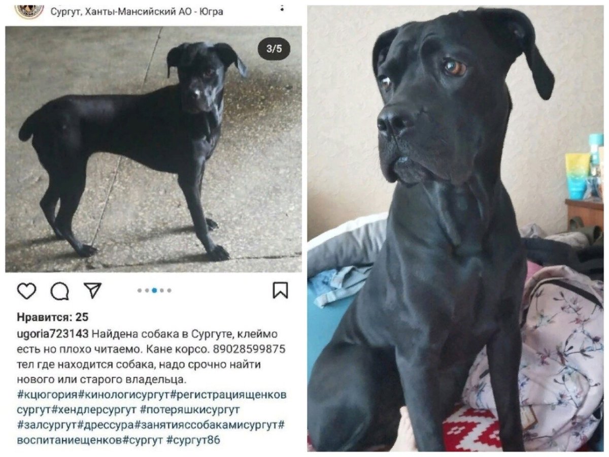 Кане Корсо потеряшка