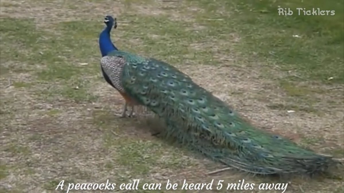 just learnt off Youtube that peacock calls can be heard five miles away.

i feel soooo sorry for my entire neighbourhood XD

also THATS WHAT A FULLY GROWN PEACOCK LOOKS LIKE!?
DAMN! MINE IS SO YOUNG https://t.co/IPHX0qqlGk
