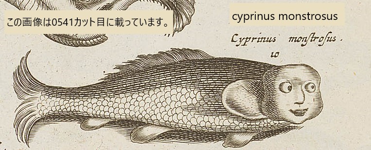 近畿大学貴重資料デジタルアーカイブ 公開資料】 人面魚が一大ブームを