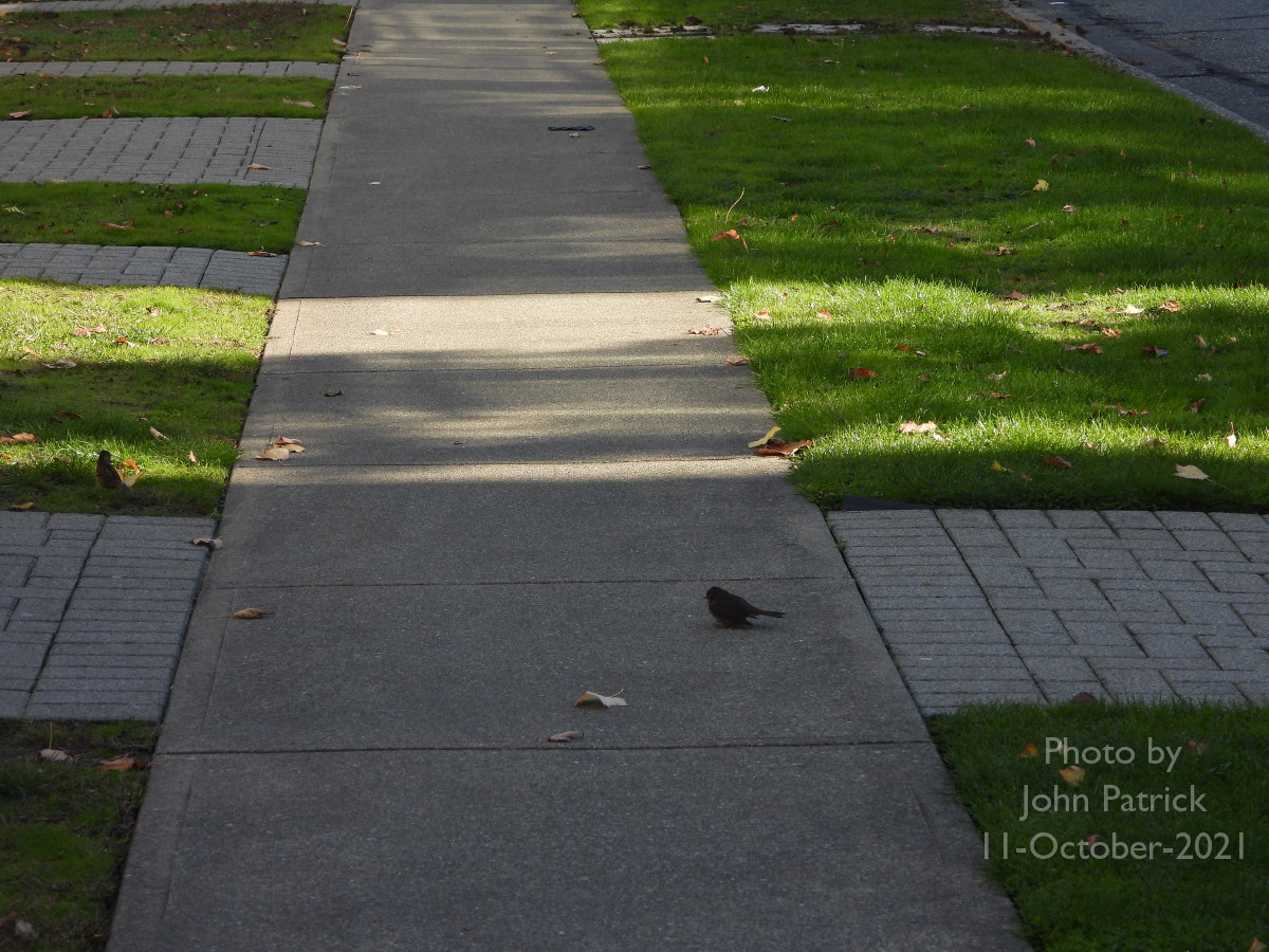 JStCPatrick's tweet photo. I spotted this sleepy fellow when I was out for a walk.
He had been in a mixed flock of Dark-eyed Juncos and what looked like Golden-crowned Sparrows.

Can anyone ID him?

Photographed at UBC, Vancouver

#bird #birdsofvancouver #birdphotography #TwitterNatureCommunity #sleepybird https://t.co/6R5dH3WQAp