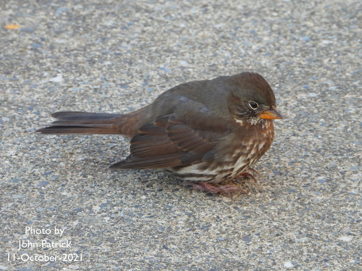 JStCPatrick's tweet photo. I spotted this sleepy fellow when I was out for a walk.
He had been in a mixed flock of Dark-eyed Juncos and what looked like Golden-crowned Sparrows.

Can anyone ID him?

Photographed at UBC, Vancouver

#bird #birdsofvancouver #birdphotography #TwitterNatureCommunity #sleepybird https://t.co/6R5dH3WQAp