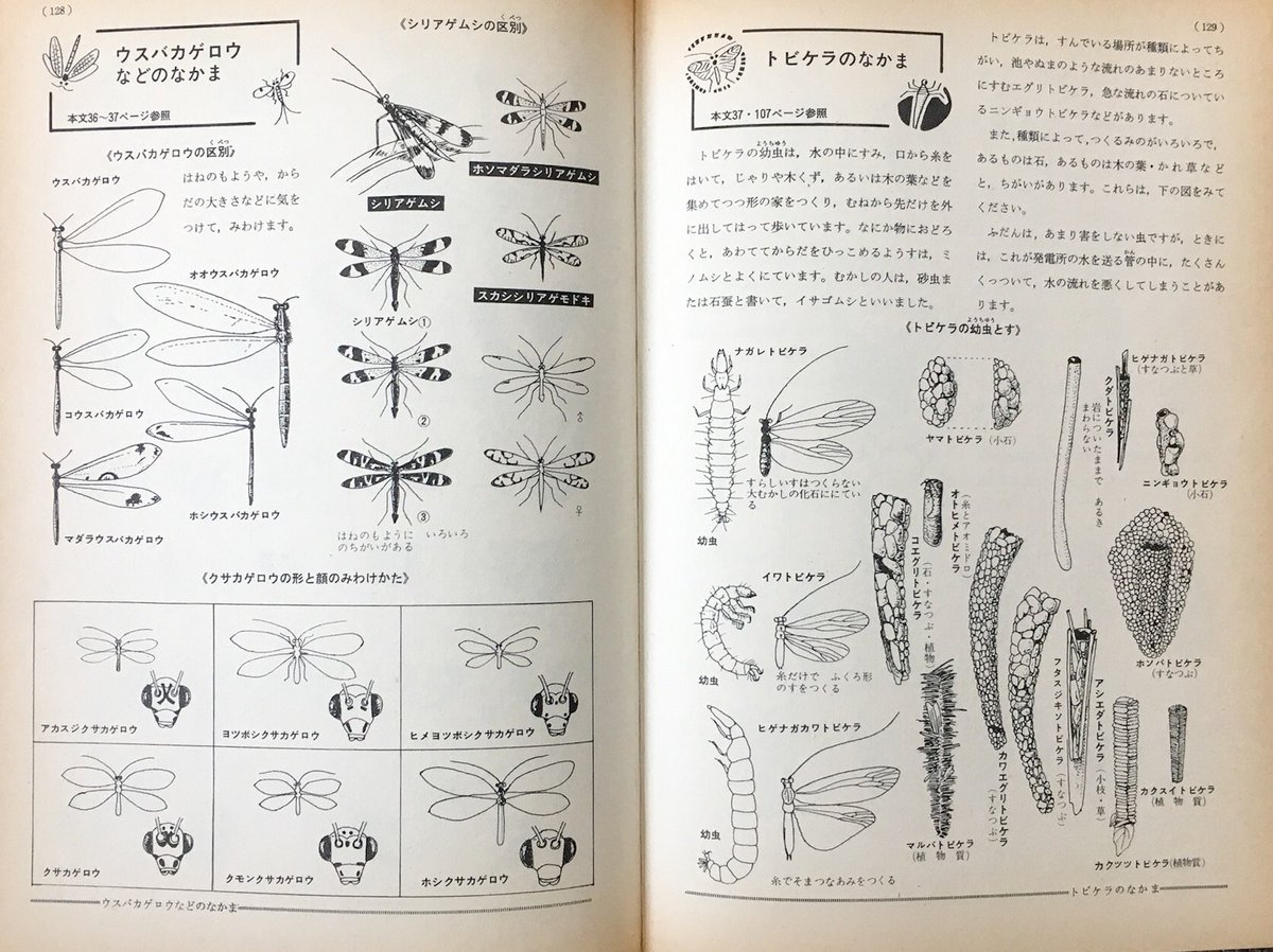 『昆虫の図鑑』は、23歳の時、クモのページを開いて突如心奪われるまで、あまりちゃんと見たことがなかった。別に虫が嫌いだったわけではないんだけど。半翅目のページはメルヘン調に思えて好きだった。モノクロの細かいペン画も好きだった。あと「こん虫の形と生活」が面白くて大好きだった。