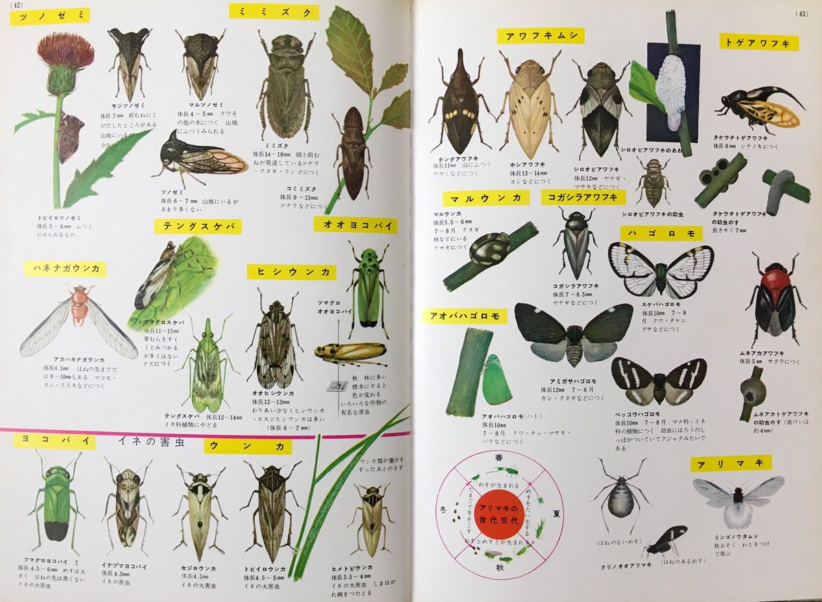 『昆虫の図鑑』は、23歳の時、クモのページを開いて突如心奪われるまで、あまりちゃんと見たことがなかった。別に虫が嫌いだったわけではないんだけど。半翅目のページはメルヘン調に思えて好きだった。モノクロの細かいペン画も好きだった。あと「こん虫の形と生活」が面白くて大好きだった。 