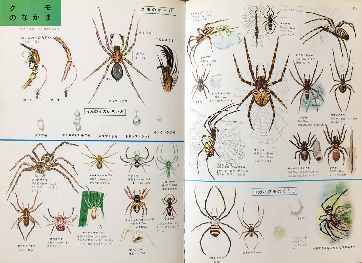 『昆虫の図鑑』は、23歳の時、クモのページを開いて突如心奪われるまで、あまりちゃんと見たことがなかった。別に虫が嫌いだったわけではないんだけど。半翅目のページはメルヘン調に思えて好きだった。モノクロの細かいペン画も好きだった。あと「こん虫の形と生活」が面白くて大好きだった。 