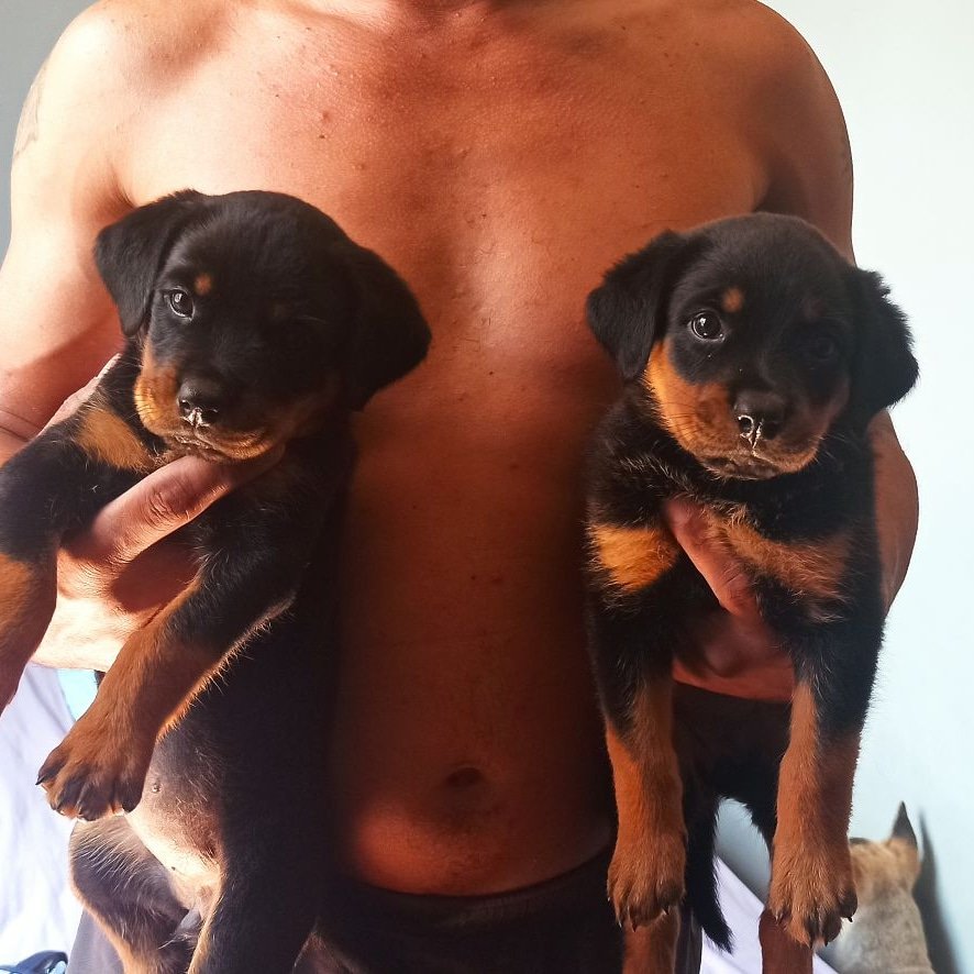 RenataPapa07's tweet photo. #Rottweiler #rottamor #rottloveneverfails #rottlife https://t.co/rgIXqib7Fg