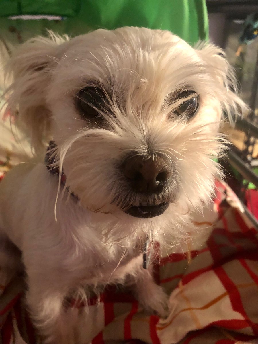 JupiterTheIdiot's tweet photo. Look at my dog https://t.co/3PzKry6ULo