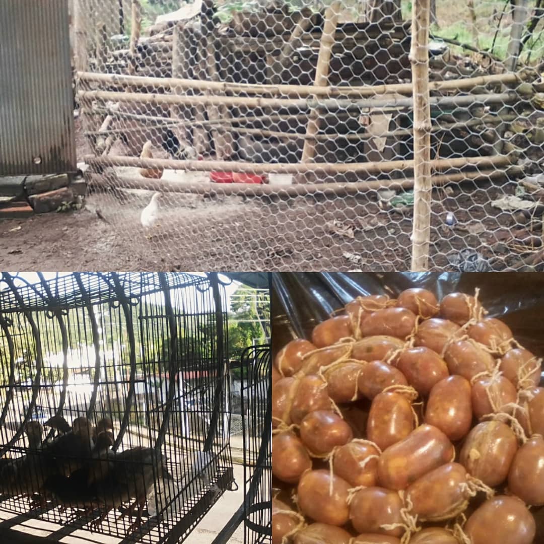 Desde COMUNA COLMENA ANDINA seguimos impulsando y diversificando nuestra producción (agricultura,aves de corral, embutidos y mercado comunal) <a href="/NorisHerrerar/">Noris Herrera</a> <a href="/Juntosxtachira1/">Juntos por Táchira</a> <a href="/PSUVTachira/">PSUV Táchira</a> <a href="/MinPPAU_Tachira/">MinPPAU Tachira</a> @tachira_comunas <a href="/Silfredo_SC/">Silfredo Zambrano</a> @tachira_gmas @MinAlimeTachira <a href="/luismarcanos/">Luis Marcano</a>