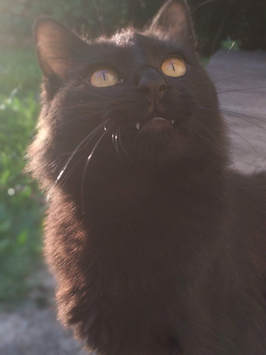 _cosmicam's tweet image. voy a poner mas de 1 eske son muy lindos &amp;lt;3