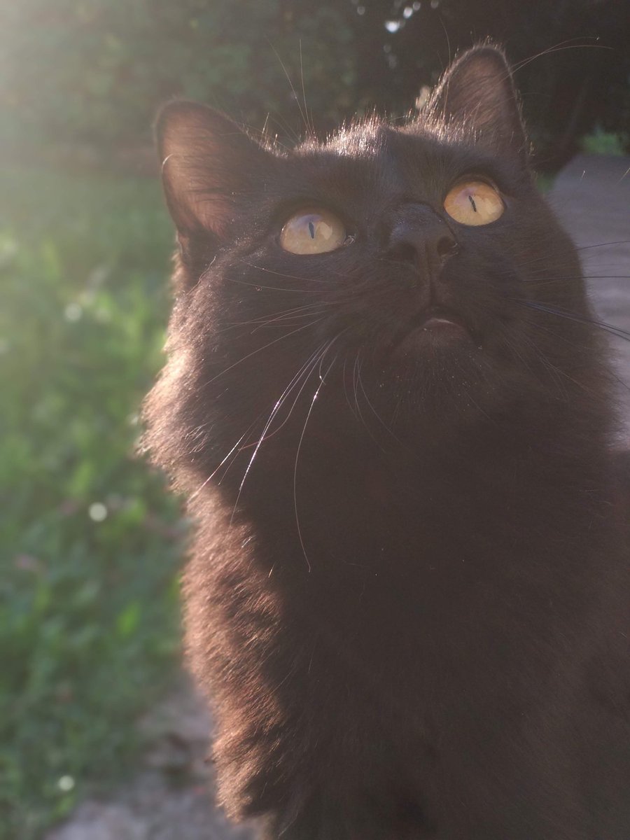 _cosmicam's tweet image. voy a poner mas de 1 eske son muy lindos &amp;lt;3