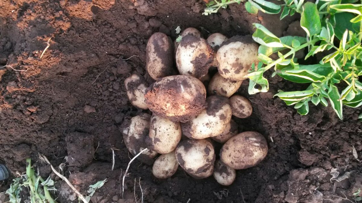 Buya_Bamba's tweet photo. #TerrificTuesday  - #rt  - For your convenience! 

𝑺𝑶𝑺 𝑫𝑬𝑷𝑶𝑻 #𝐋𝐔𝐒𝐀𝐊𝐀 is 𝐍𝐎𝐖 𝐎𝐏𝐄𝐍  🥔🇿🇲🇿🇲
SAVE THE NUMBER: 0766733781 (📲 WhatsApp )

Shop Local - @Buya_Bamba  Potatoes!

#buyabamba #buylocal #Zambia #sos #potatoes  #supportlocalbusiness  #savethenumber #local https://t.co/EOToeX96gB