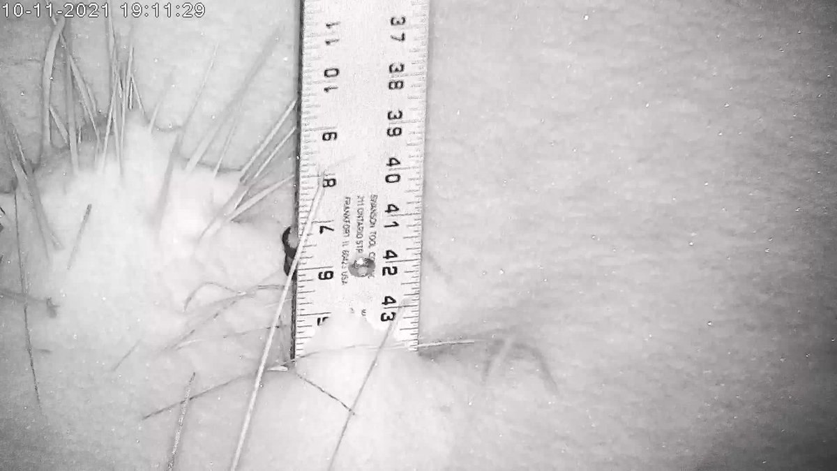 About 4" of snow measured so far at 8,000 feet on #MtCharleston.
<a href="/NWSVegas/">NWS Las Vegas</a>