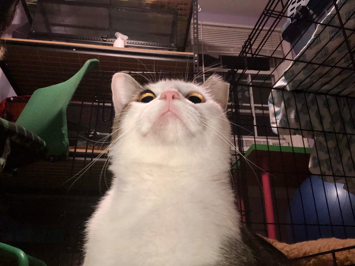 JupiterTheIdiot's tweet photo. @facetankhank Have a accidentally funny photo of my foster cat https://t.co/YlZAr48KFb