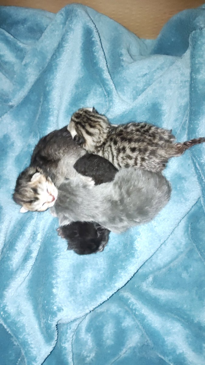 YarukaKiryu's tweet photo. Unsere Katze Luna hat am 12.10 4 süße kleine Babys bekommen. So goldig 😍 https://t.co/MG70MjJz91