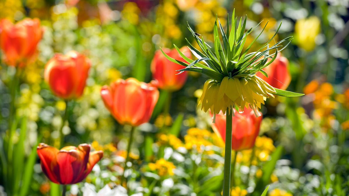 ILoveTulipa's tweet photo. Keep in touch - Sign up for our newsletter!

✔️ You are the first to know about our newest exclusive varieties
✔️ special promotions
✔️ Spring flower secrets!

Join the list: https://t.co/bIyftaDa7l

#springbulbs #springgarden #Frühlingsgarten #tulips #Hyacinths #Daffodils https://t.co/yEMRw5pno9