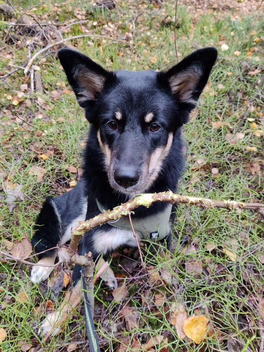 Today we had to chance to visit another new #Marteloscope site in #NorthCarelia and test how good we are at recognizing #microhabitats. Assistant was also hard at work!