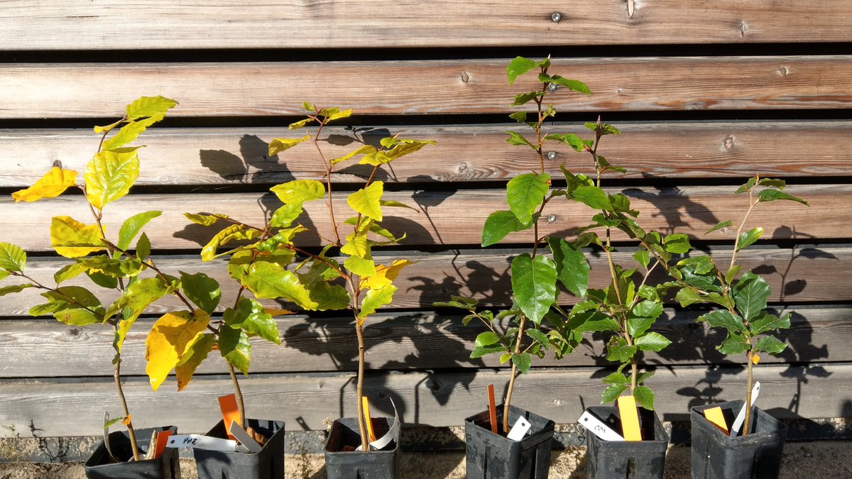 Some color earlier, some later in autumn. Is it due to different microclimates or are there individual, genetic differences? We will figure out.
#phenology