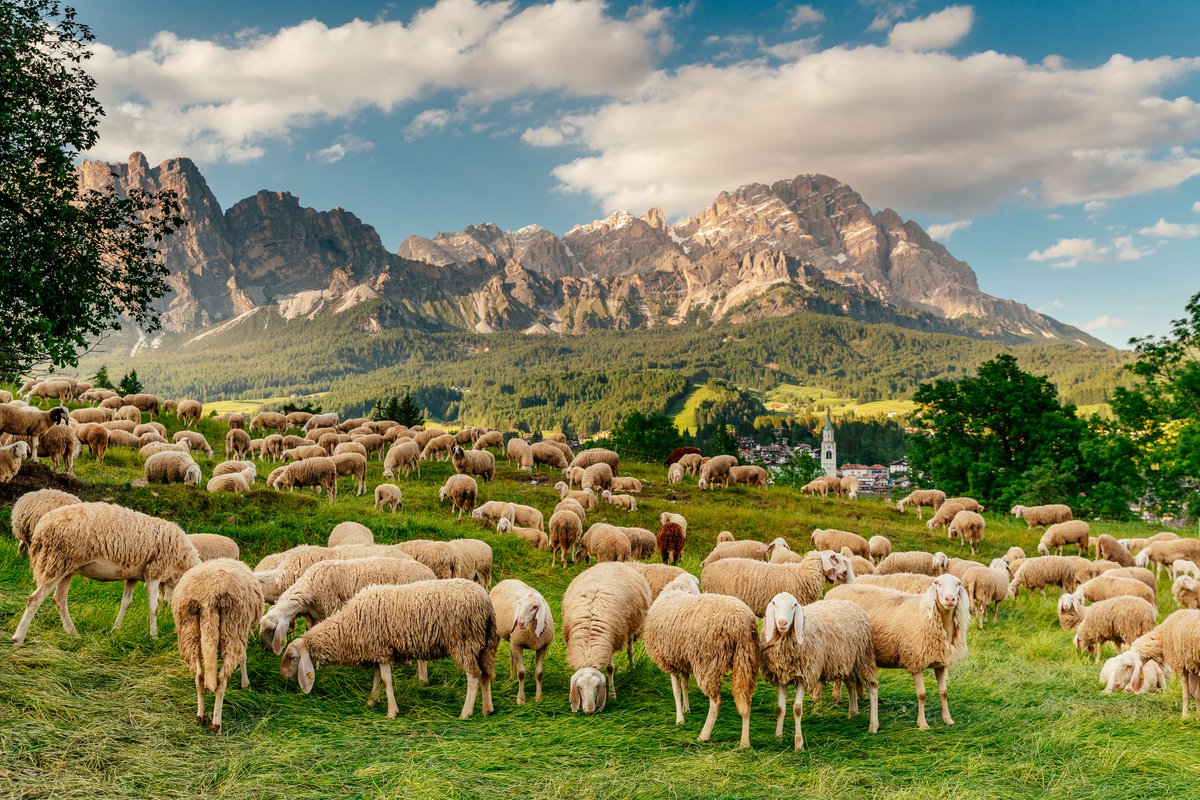cortinadolomiti's tweet photo. "Desmonteà" or cattle descent: this is the time when cows, donkeys, horses and sheep come back to town after a summer spent in high-mountain pastures around the Ampezzo Valley. 🐑🐄🏔

📷 Bandion
#mycortina #cortinadolomiti #dolomites #dolomitesunesco #visitveneto #visititaly https://t.co/rqHIjC6rj7