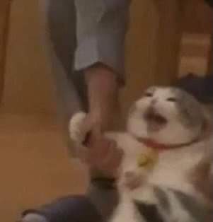 cesstwt_'s tweet photo. why there's always a cat picture equivalent to every yoongi picture 😭😂 https://t.co/p90ZOQehqN
