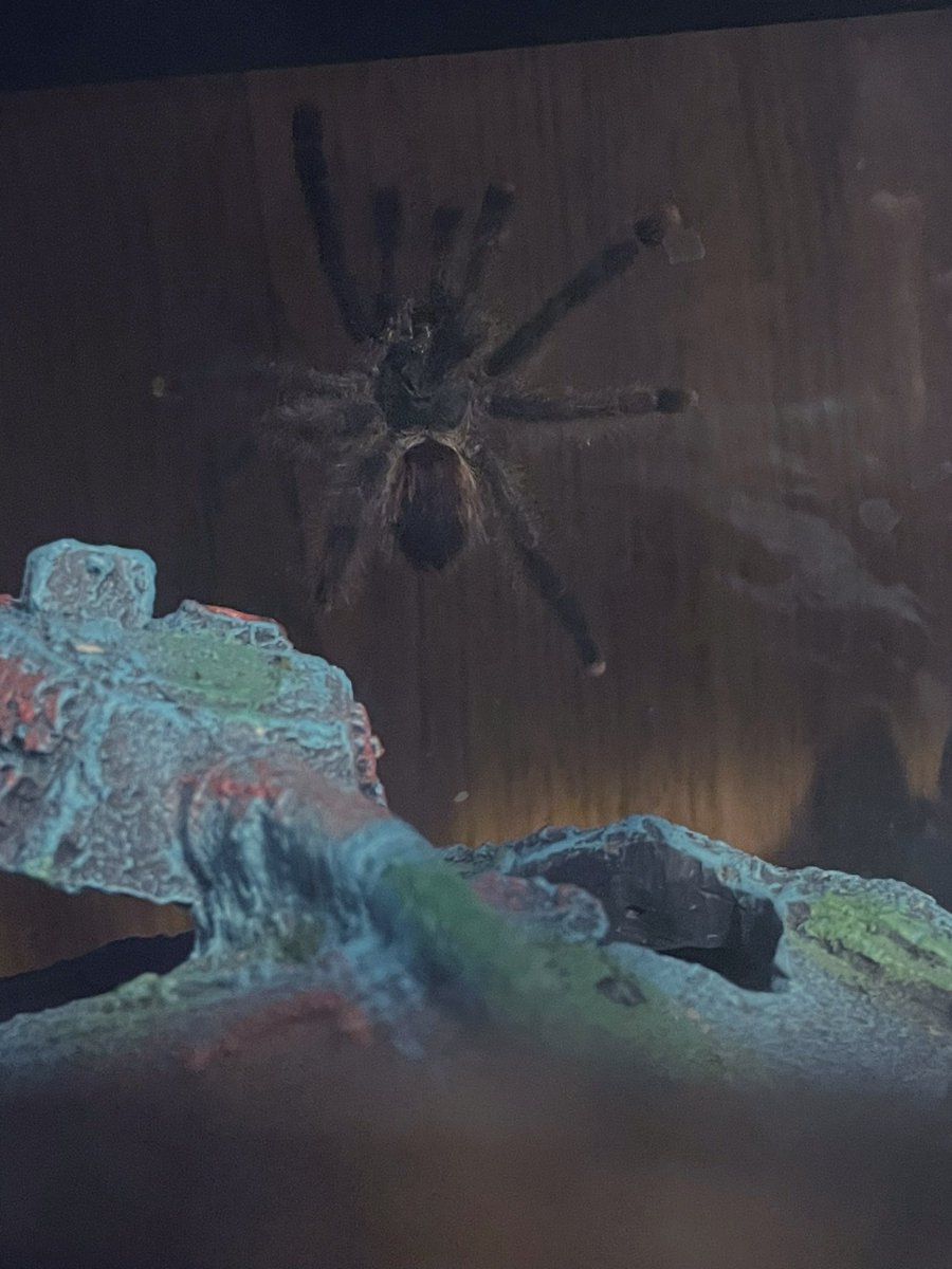 pyropinkfish's tweet photo. Give em the ol Razzle dazzle. Anyway when ur pets use the stuff you get them? Like YEAH. nice. Someone’s appreciative of the fish sunken battle tank. #tarantula #pinktoe https://t.co/rbg3evzV10