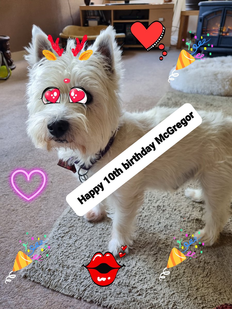 spookelly's tweet photo. Happy birthday to our gorgeous boy, McGregor. Lots you lots you stubborn little devil. https://t.co/IgPwd9Zg1w