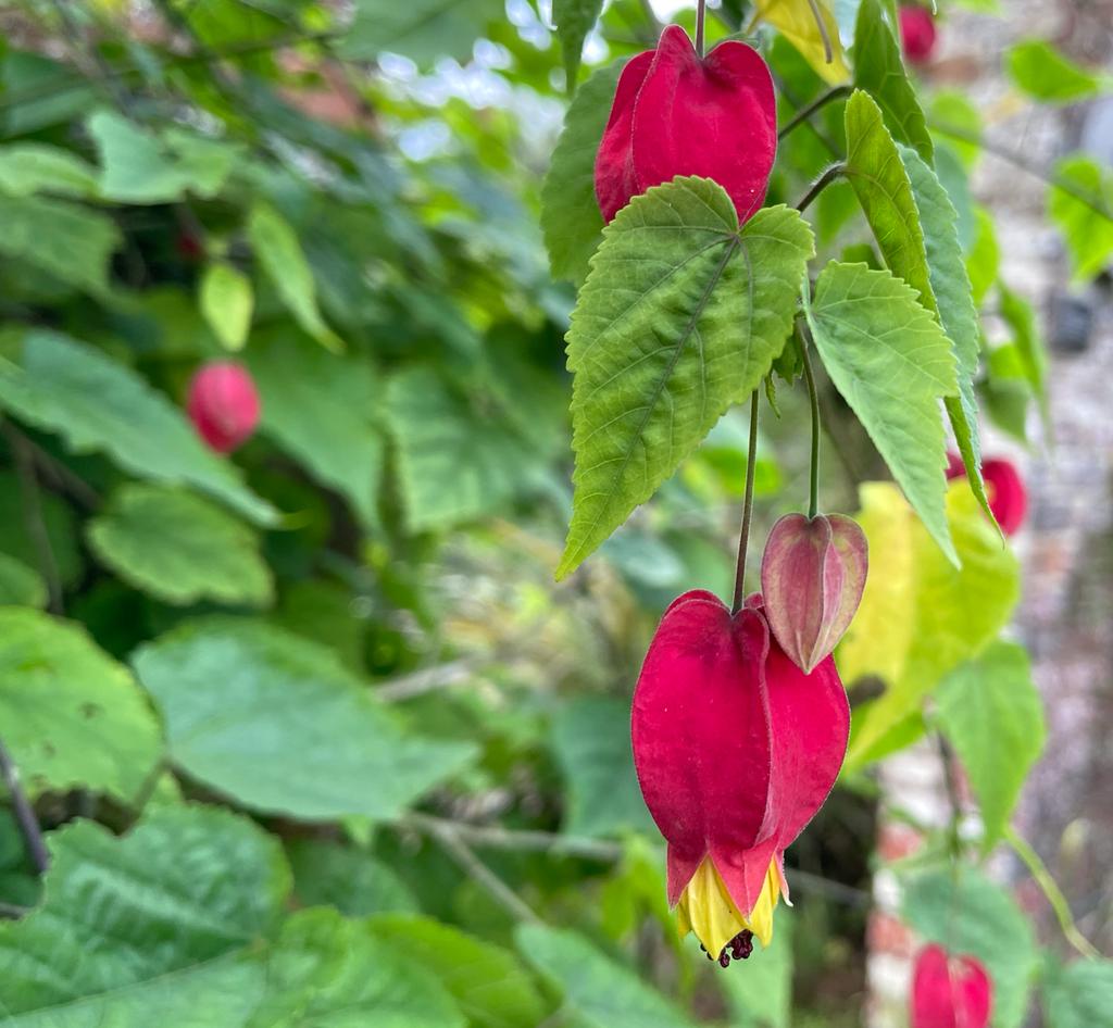 bordehillgarden's tweet photo. Jaunty lantern blooms of Abutilon megalapotamicum in the Old Potting Sheds @bordehillgarden. #autumncolour #floweringmaple #abutilon https://t.co/9ZjpwznRqo