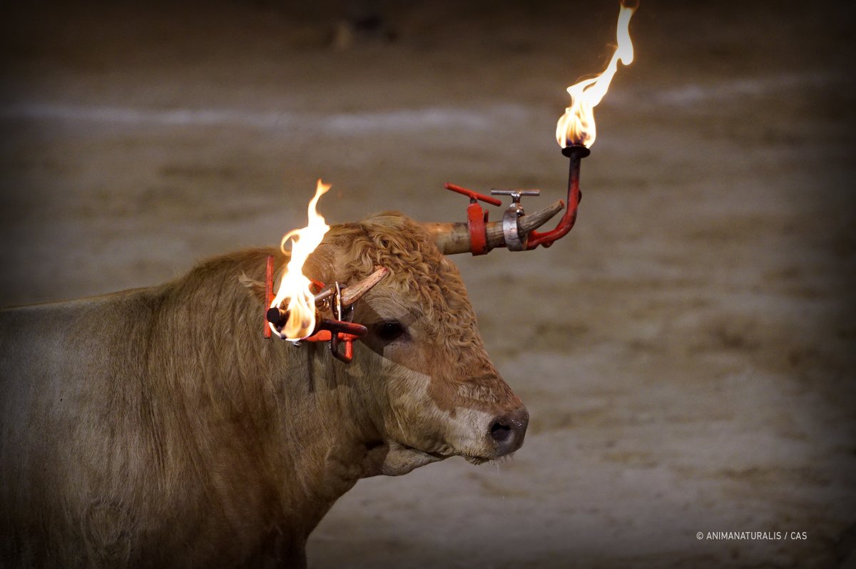 Cerca de 2.500 toros son embolados con fuego cada año en un gran número de municipios españoles.

<a href="/CAS_Int/">CAS International</a> y <a href="/AnimaNaturalis/">AnimaNaturalis</a> hemos unido fuerzas para realizar la mayor investigación sobre las fiestas más crueles en España. 

Firma nuestra petición: fiestascrueles.org