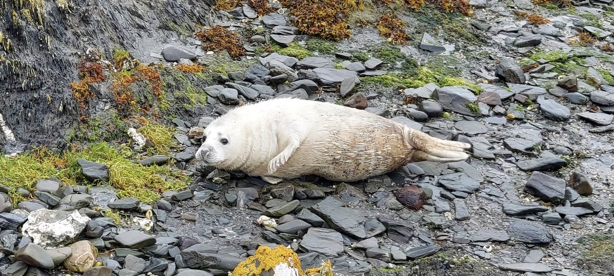 Richard Donaghey tweet media