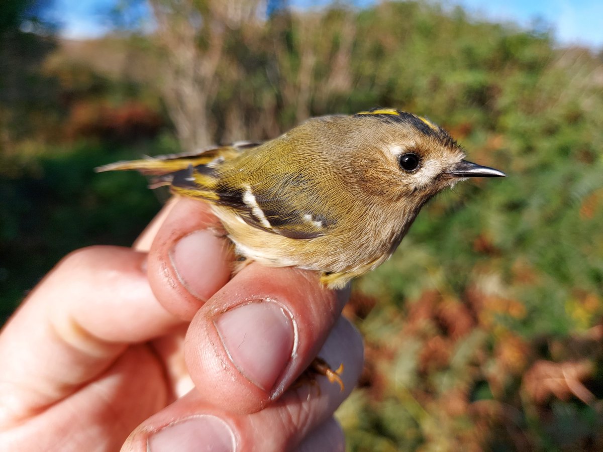 Richard Donaghey (@causewaybirds) on Twitter photo The hoped for rarity didn't materialise at <a href="/CopelandBirdObs/">Copeland Bird Obs.</a> over the weekend but a trickle of migrants (32 birds ringed inc. 14 L Redpoll, 4 Goldcrest, 3 Blackbird), nice sunsets/rises, balmy October nights & a record count of 55 Grey Seal pups made for another great trip The hoped for rarity didn't materialise at <a href="/CopelandBirdObs/">Copeland Bird Obs.</a> over the weekend but a trickle of migrants (32 birds ringed inc. 14 L Redpoll, 4 Goldcrest, 3 Blackbird), nice sunsets/rises, balmy October nights & a record count of 55 Grey Seal pups made for another great trip