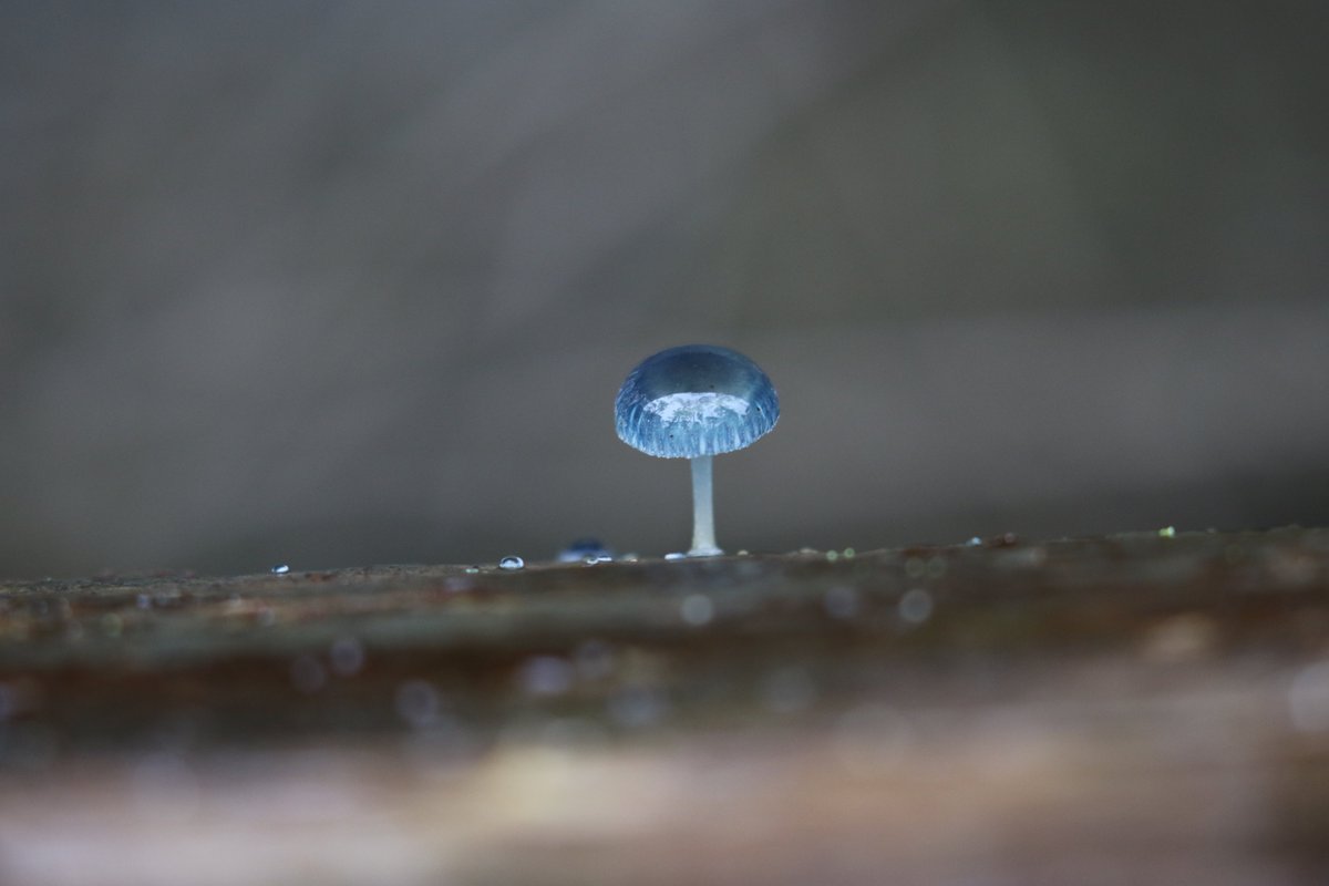 RTW_Aus's tweet photo. The forest in a mushroom. How apt for a lifeform so important to the survival of ecosystems.

#Fungi like this tiny Pixie's Parasol are important connectors, which is why we've chosen them to represent an important role in our #FriendsofTheWild ecosystem: https://t.co/WooyFGNEZ3 https://t.co/fYS6Kuzqjc