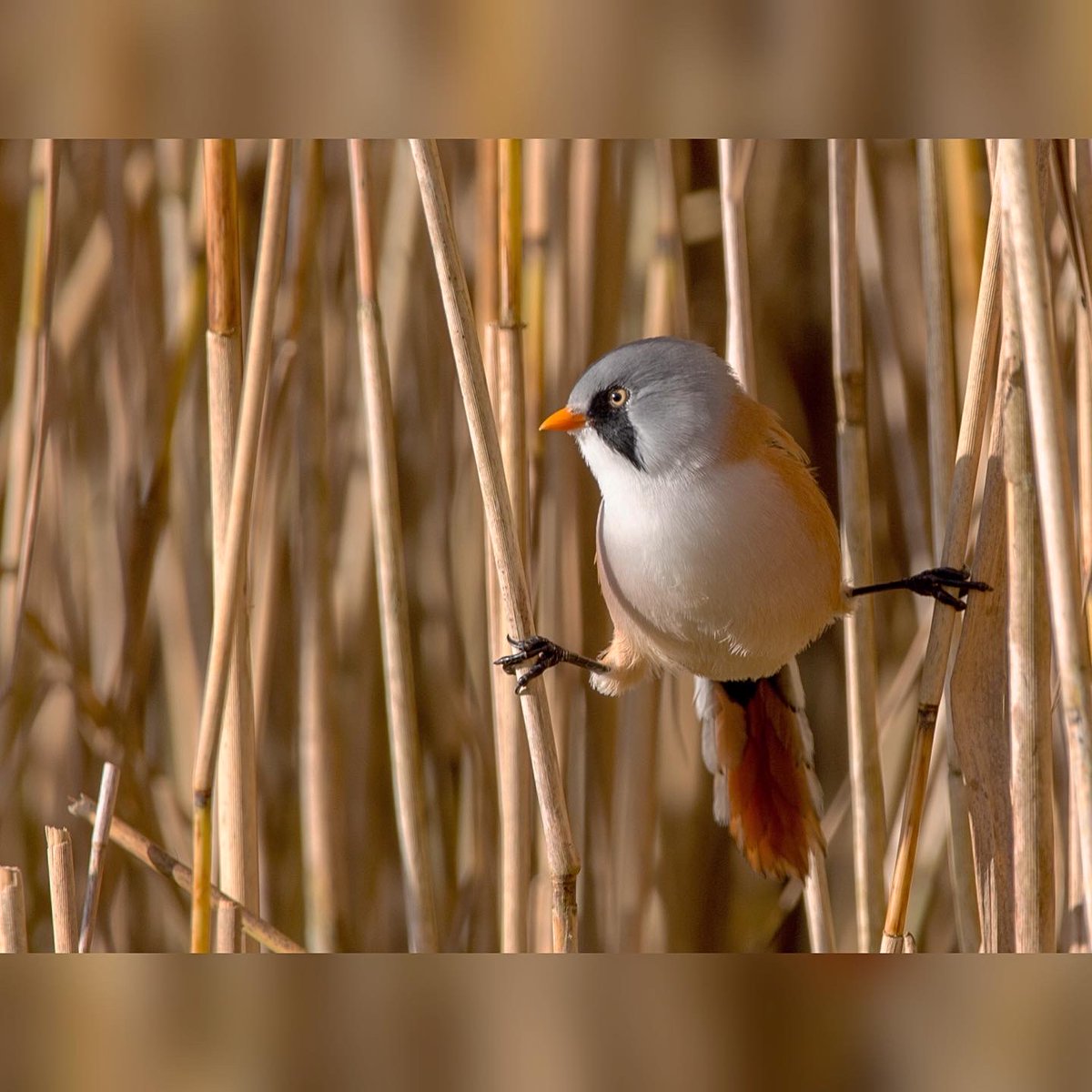 Hannah_Bamber's tweet photo. Lovely morning the other day watching the bearded tits at @RSPBLeightonM 🐦🤍 https://t.co/DXwgMIx0ks