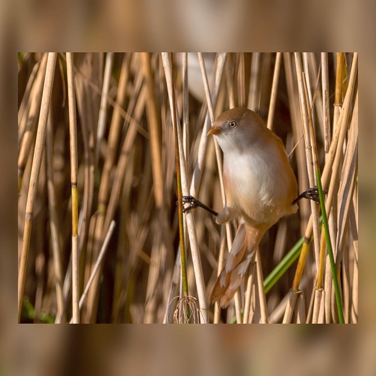 Hannah_Bamber's tweet photo. Lovely morning the other day watching the bearded tits at @RSPBLeightonM 🐦🤍 https://t.co/DXwgMIx0ks