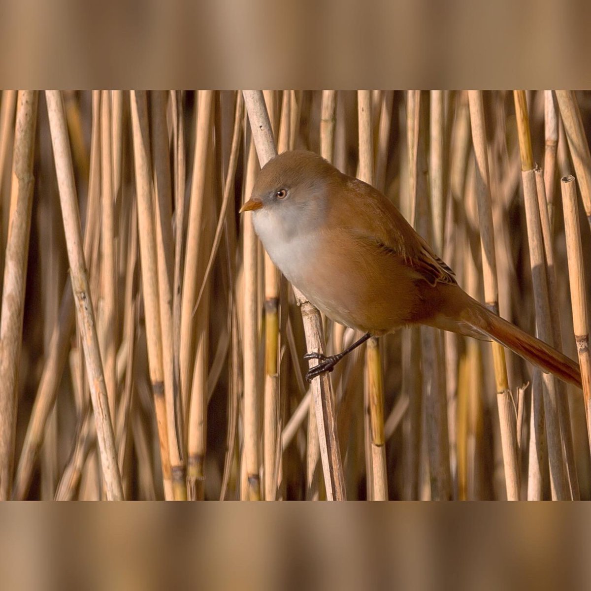 Hannah_Bamber's tweet photo. Lovely morning the other day watching the bearded tits at @RSPBLeightonM 🐦🤍 https://t.co/DXwgMIx0ks