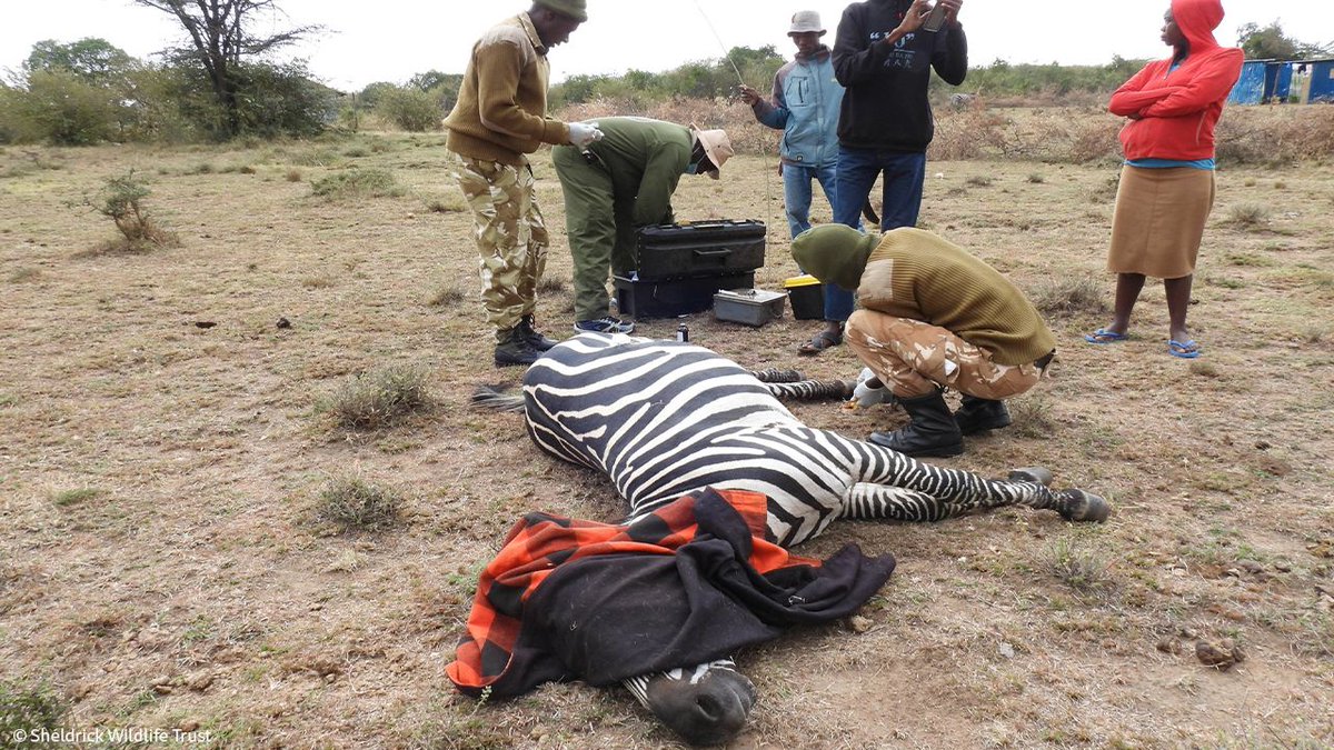 SheldrickTrust's tweet photo. This speared zebra has a much brighter future thanks to the community member who reported its plight (its herd usually hang out around his compound) and the SWT/KWS Mara Vet Unit which tended its wound. Another wild life saved through your donations. https://t.co/WJOqERQDXZ