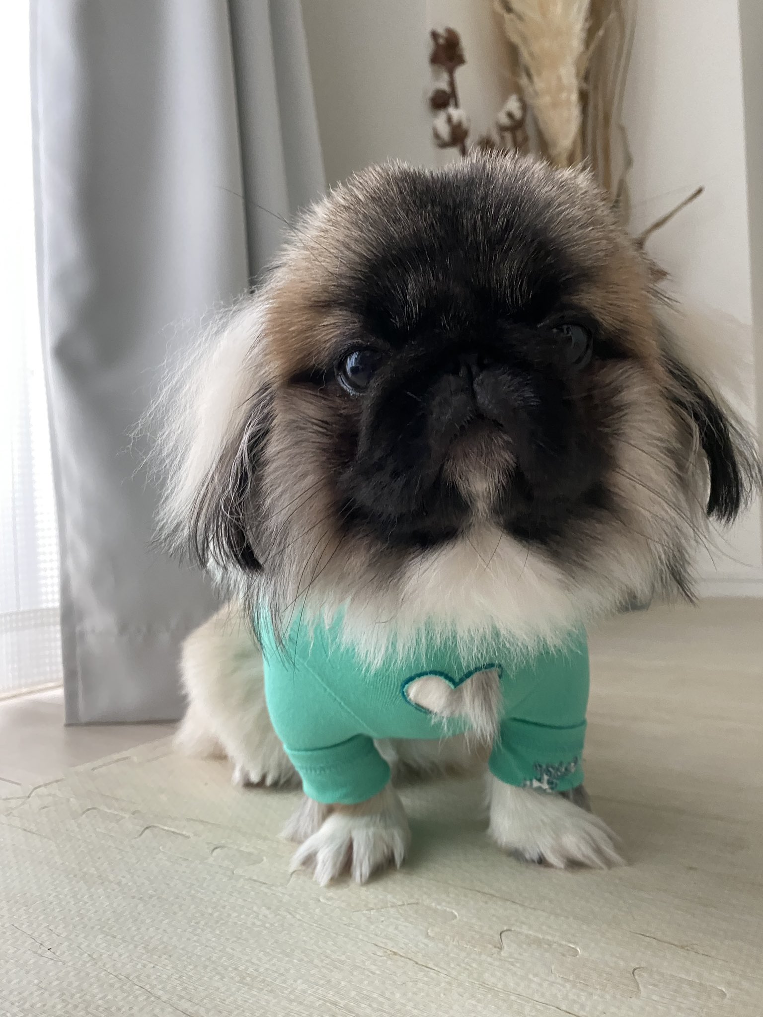 ペキニーズのmob 今日は肌寒いからタートルズ ペキニーズ 鼻ぺちゃ 鼻ペチャ犬 犬との暮らし いぬのきもち いぬのいる暮らし T Co Jxfkzq2fag Twitter ペキニーズのmob 今日は肌寒いからタートルズ ペキニーズ 鼻ぺちゃ 鼻ペチャ犬 犬との暮らし いぬのきもち いぬのいる暮らし T Co Jxfkzq2fag Twitter
