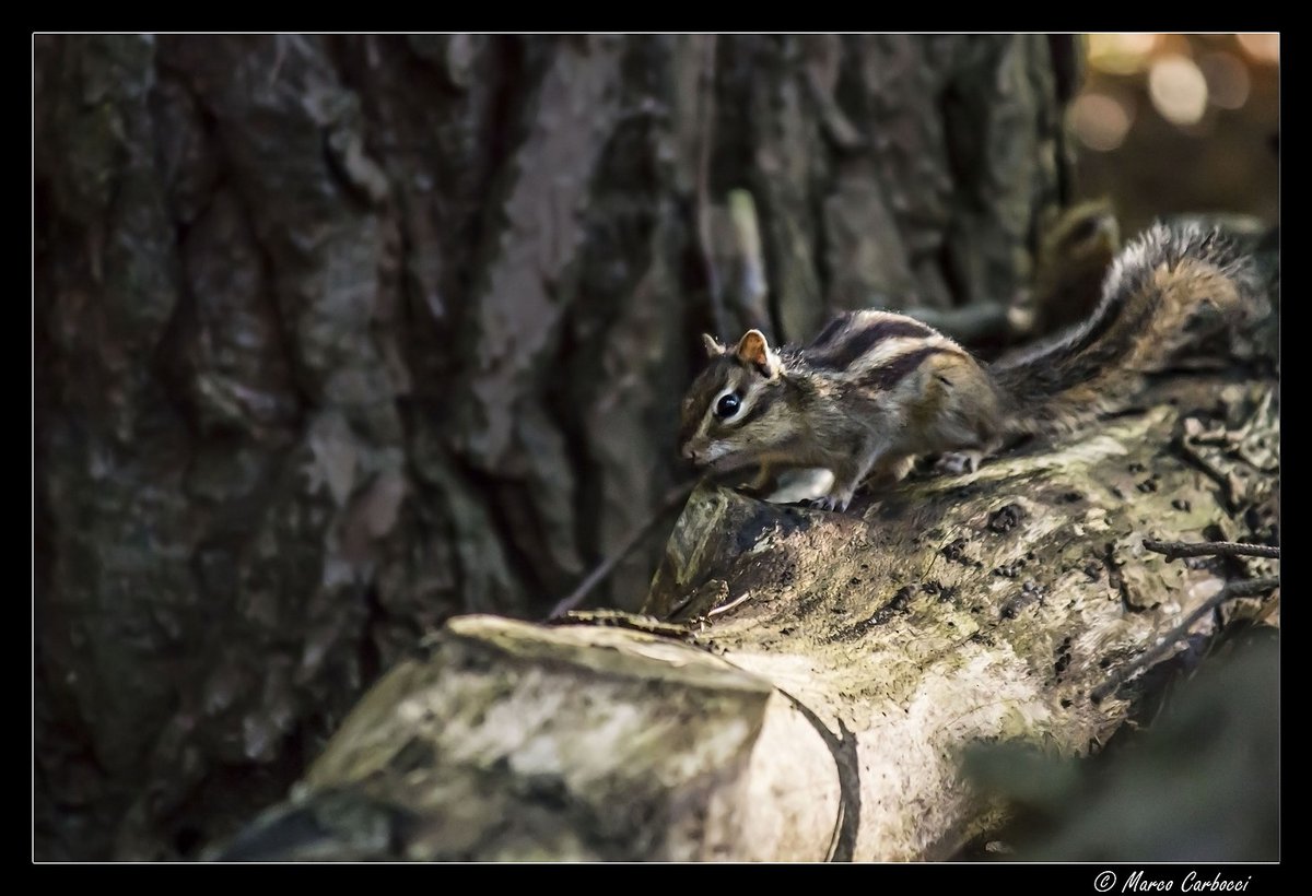 Ciao Twitter. Je t'avoue: je décroche un peu du chambard virtuel. Je partage mon temps entre ma table de travail et des excursions forestières. Sur la première, j'agite de la sémantique et aligne du verbe. Des secondes, je ramène des écureuils. Toi, ça baigne? #NaturePhotography