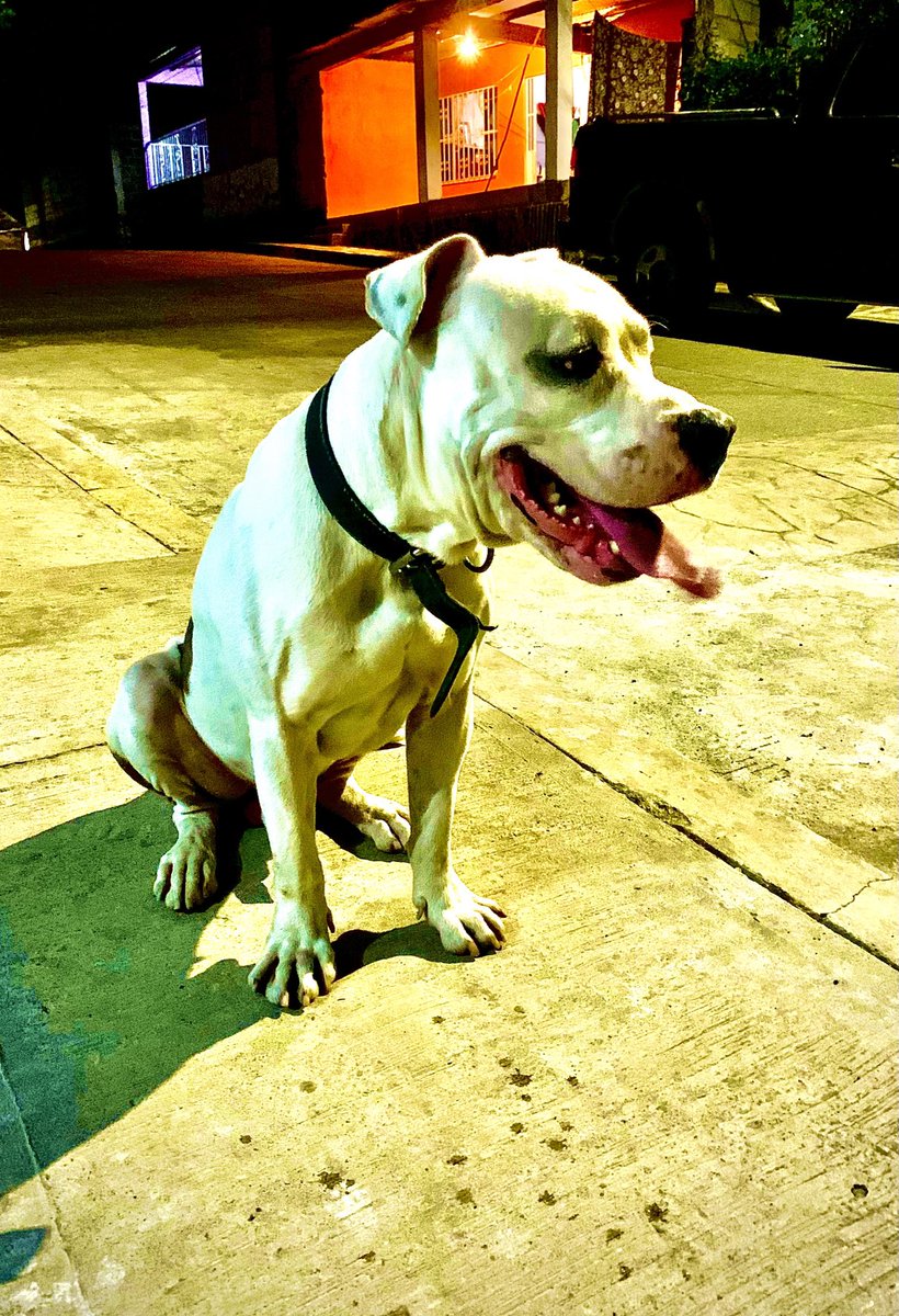AngelMX2's tweet image. 🐕🐾 la mascota.