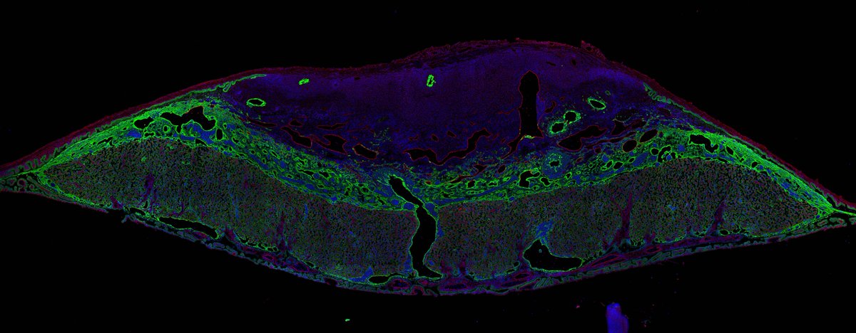 Please share – I’m recruiting two PhD/MS students for Fall 2022 to join my new lab at CSU - we’re broadly interested in repro phys, phenology, local adaptation, and plasticity. Pretty histology 📷, functional genomics 🧬, evolutionary biology 🏔️, &amp; (IMO) pretty cool questions 🔎!