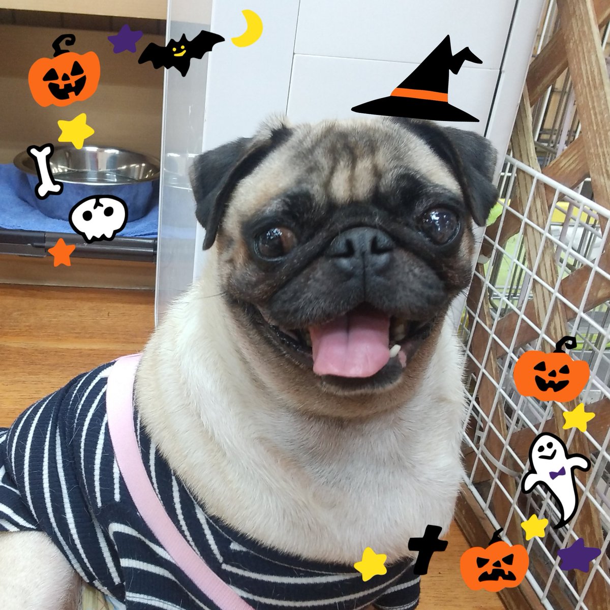 保護犬パーク長居店 屋内ドッグラン トリミングサロン ラブファイブ 保護犬カフェ系列 Wanwanwan8611 Twitter