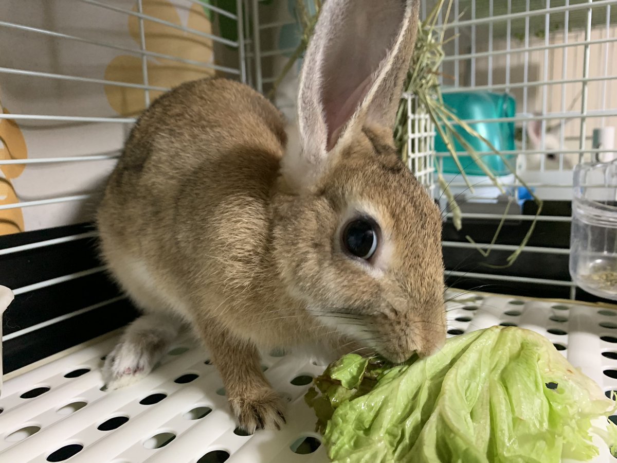 里親募集 保護うさぎ Twitter Search