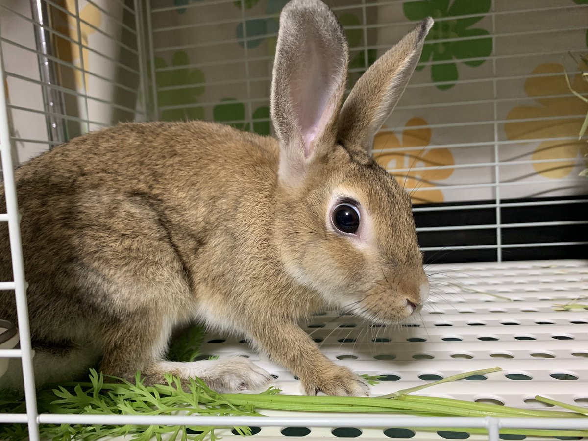 里親募集 保護うさぎ Twitter Search