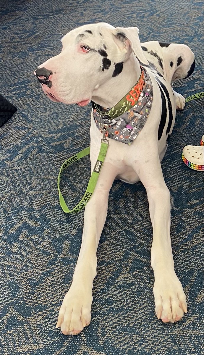 IngrahamAngle's tweet photo. A few days ago this adorable, very large, emotional support animal was waiting to board a plane with his 20-something owner.  Captions, please! https://t.co/tr5txpKY9T