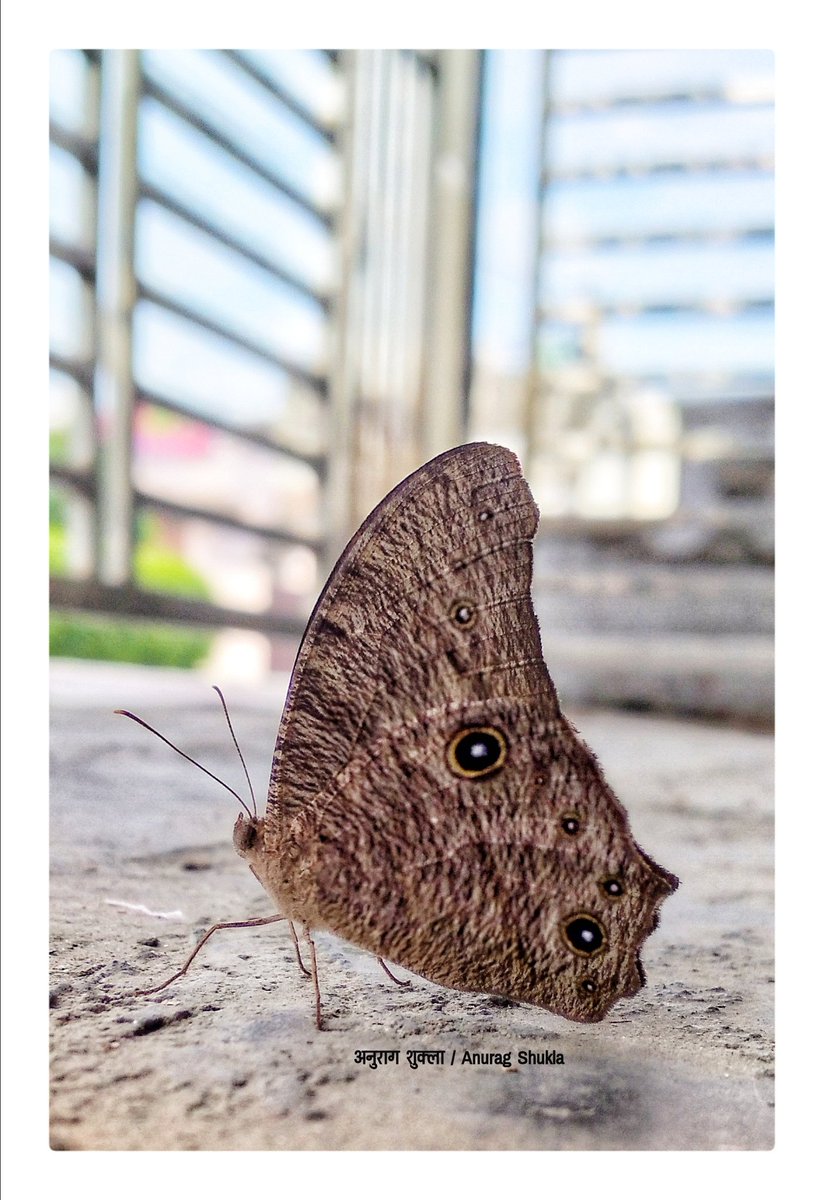 anuraganu83's tweet photo. #प्रकृतिकेरंग #तितली

@IndiAves #IndiAves #butterflies
#NaturePhotography #ThePhotoHour #NatGeoWild
#TwitterNatureCommunity
#LoveForWilds https://t.co/aVOTX2awNc