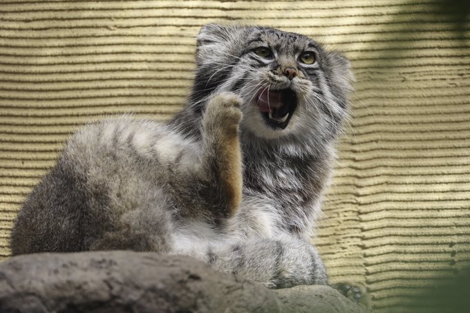 【旭山動物園】マヌルネコの舌ペロ毛づくろいが可愛すぎる【マヌルネコ】のサムネイル画像
