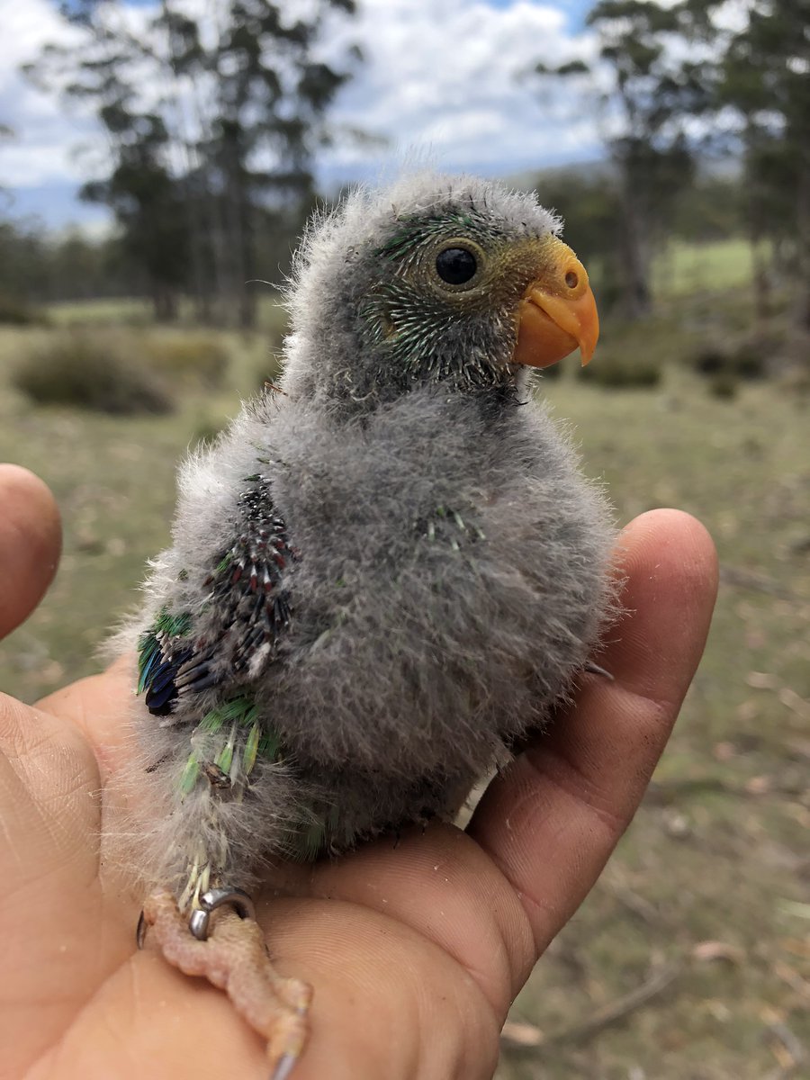 teamswiftparrot's tweet photo. i submit the chubbiest swift #parrot for your consideration https://t.co/Z7snmUrzvt