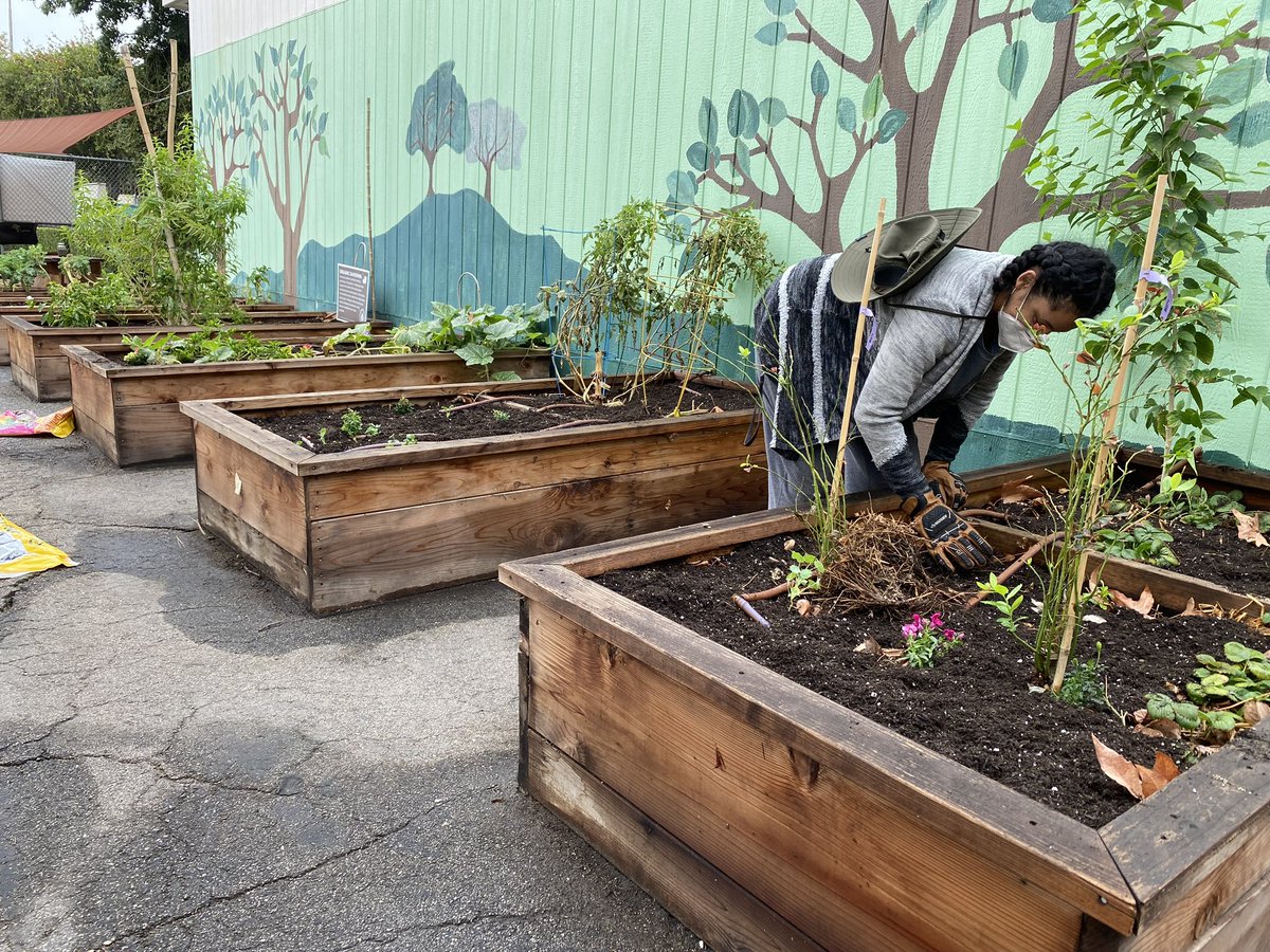 SanPascualSTEAM's tweet photo. Welcome @EnrichLA Garden Ranger Mercedes Young to SPSM. She is preparing the garden beds for planting and students engagement. We’re so excited to get started! @lausd_ldc @nelaschoolsrock @Jackie4LAkids #sustainability @48thAg #Urbanag https://t.co/l5mHvvseEh
