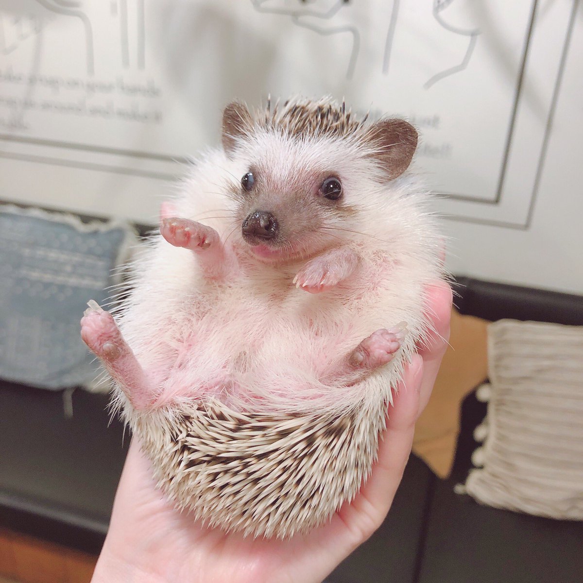 ハリネズミカフェ 原宿駅前店 Harinezumicafeh Twitter