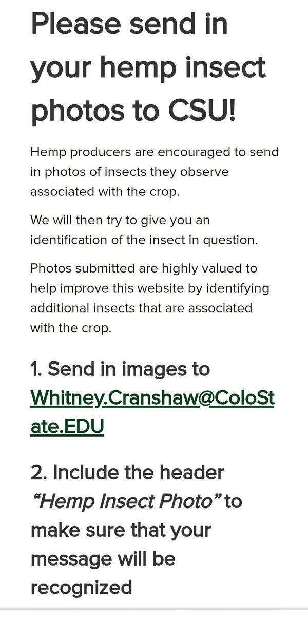 AmeriCannaBlunt's tweet photo. It's easy to think it's a nutrition issue
#GotBugs #HempPest
#CannanisGardens
https://t.co/pLiTv6n9uD https://t.co/EAuaz5uml0