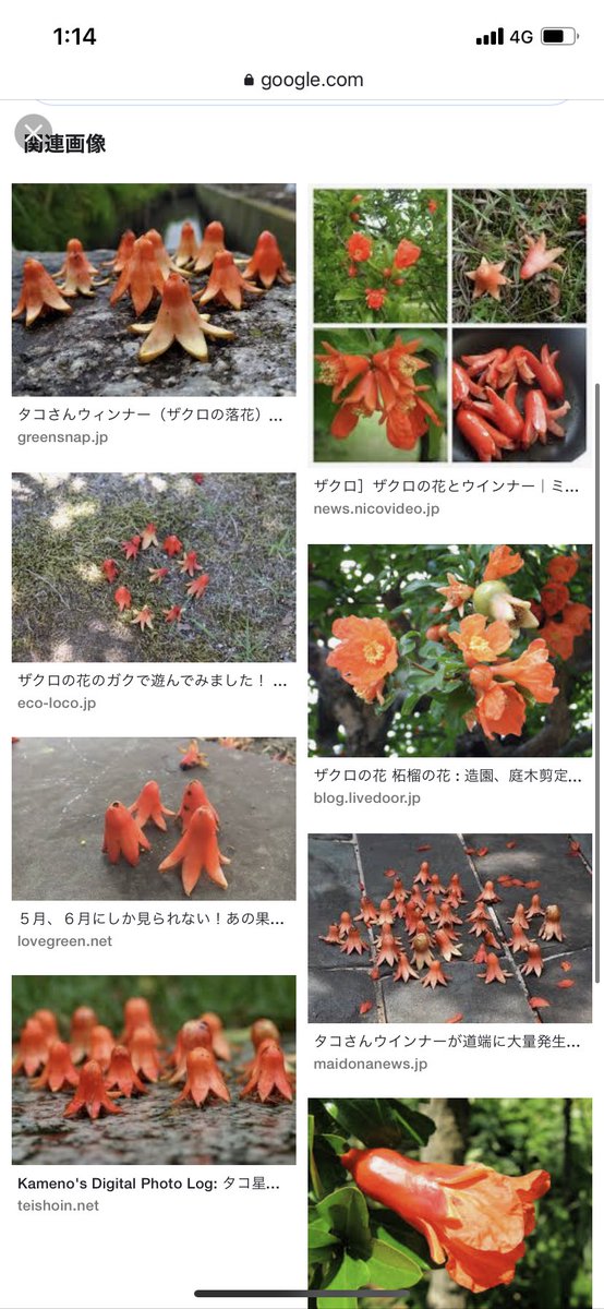 ゼロキュー ザクロの花ってタコさんウインナーなんだぁ ゼロキュー ザクロの花ってタコさんウインナーなんだぁ