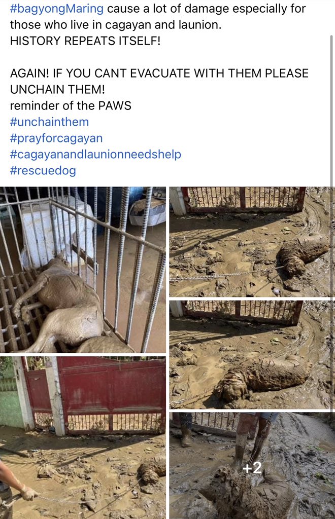 Tainacutexoxo's tweet image. ‼️AGAIN, PLS UNTIE THEM KUNG HINDI NIYO KAYANG KUNIN‼️

#NorthernLuzonNeedsHelp 
#CagayanNeedsHelp 
#MaringPH 
#LaUnionNeedsHelp